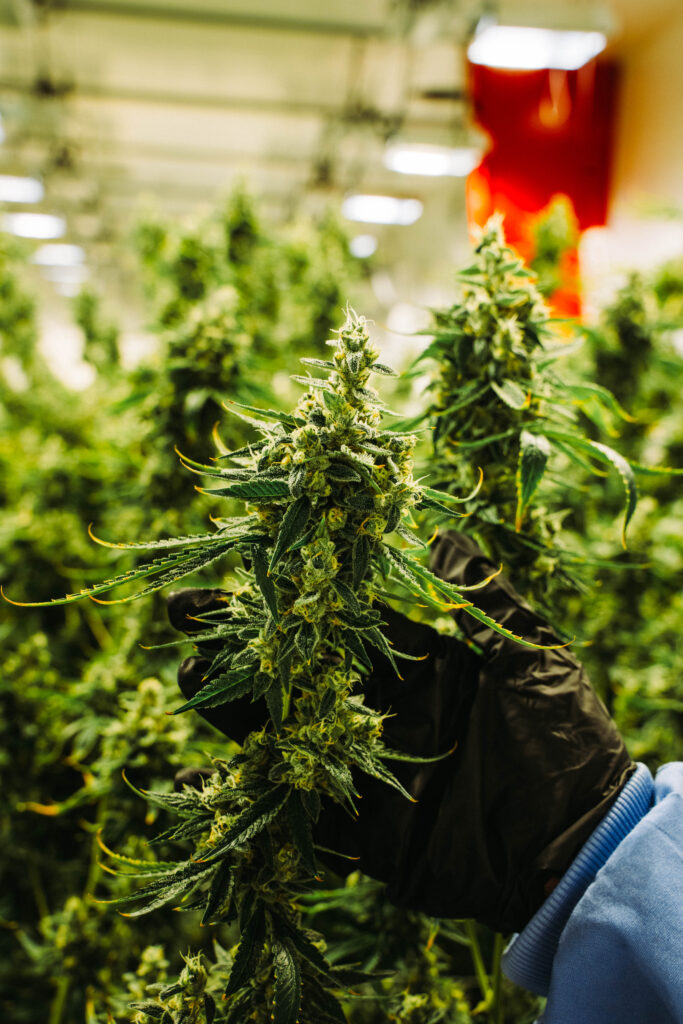 Close up of a marijuana plant