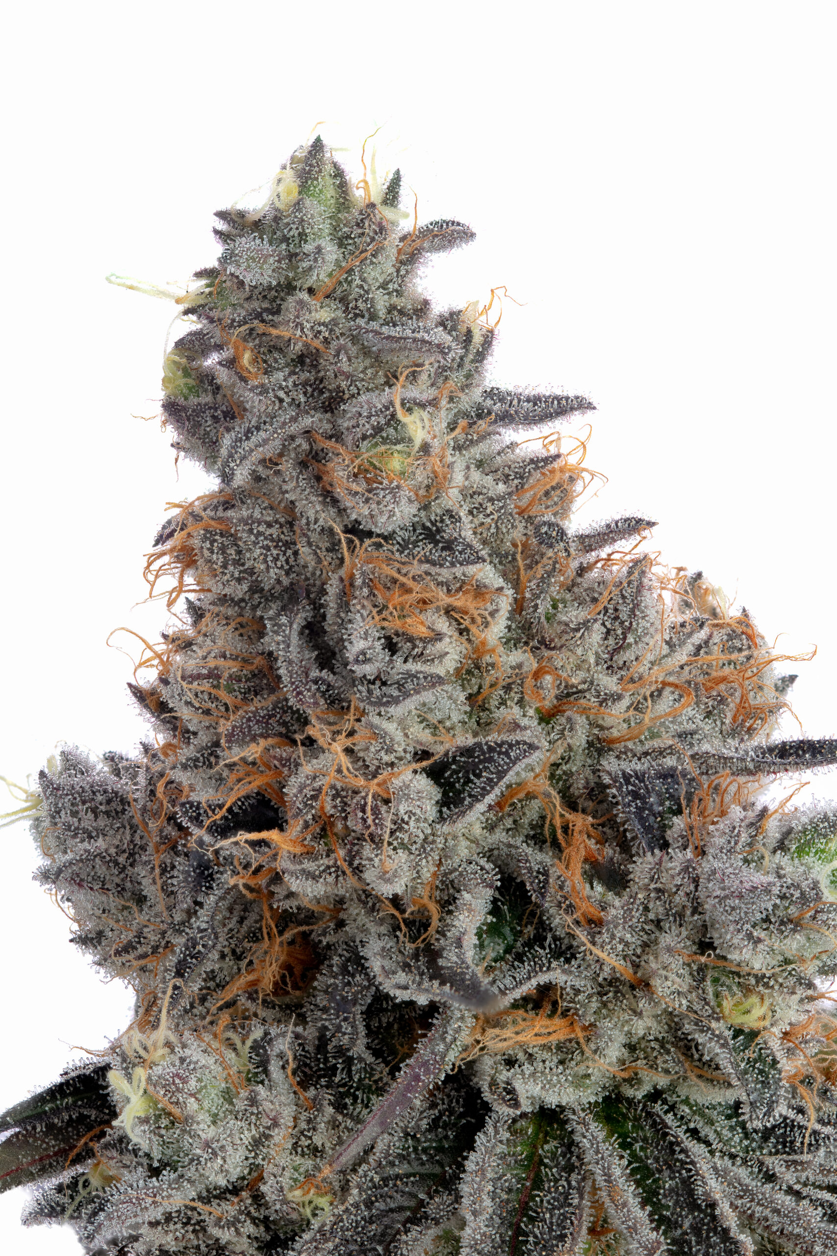 Close up of Meyers Lemon Cannabis Bud