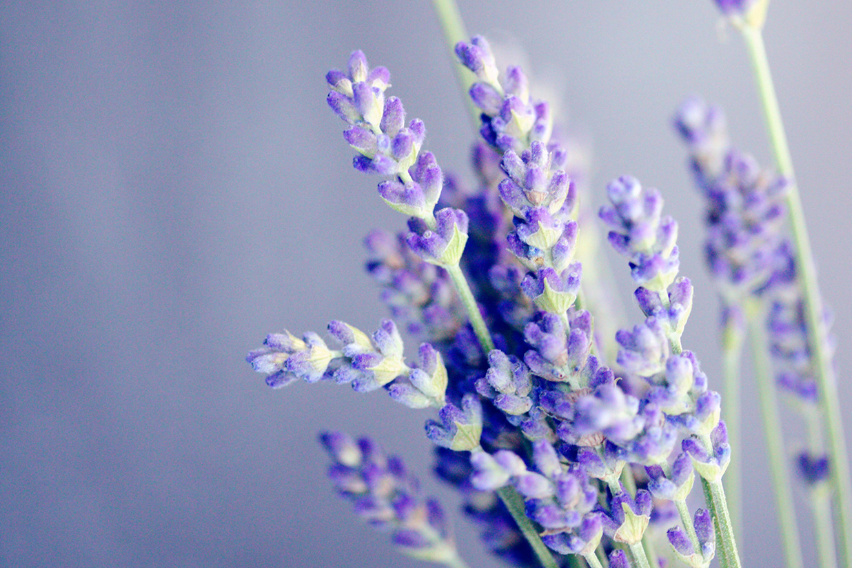 A picture of lavender, representing the terpenes which are also found in cannabis plants