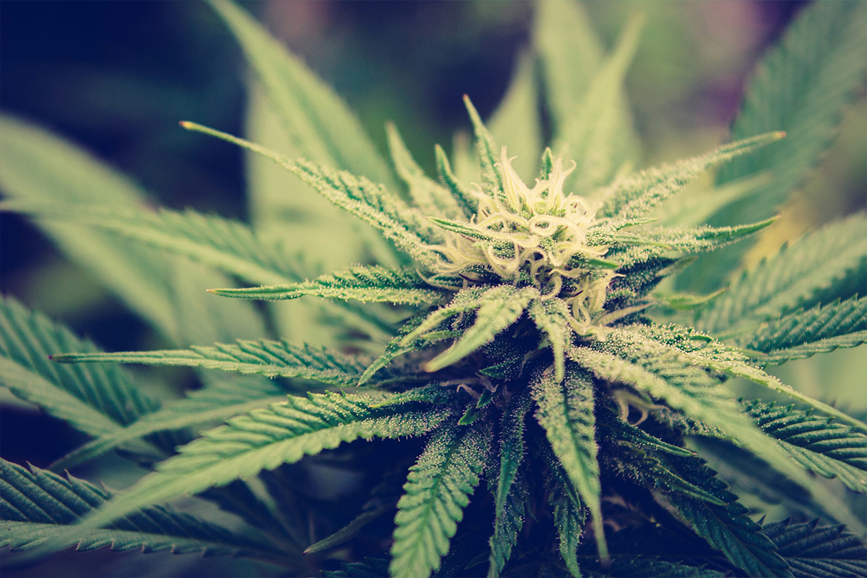 cannabis plants featured in our top 10 strains for 2024